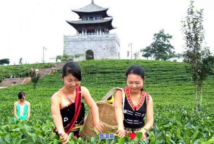 普洱茶出厂日期的规定，熟悉普洱茶出厂日期规定，保障你的饮茶安全！