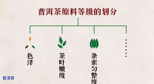 普洱茶嫩度区分方法及等级标准