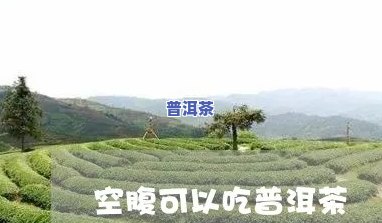 空腹可以喝普洱茶珍吗-空腹可不可以喝普洱茶