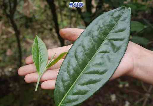 那卡小叶种普洱口感-那卡小叶种茶树叶片什么样