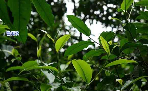 那卡小叶种普洱口感-那卡小叶种茶树叶片什么样