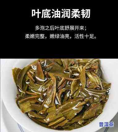 普洱是叶还是根？探究普洱茶的真正身份