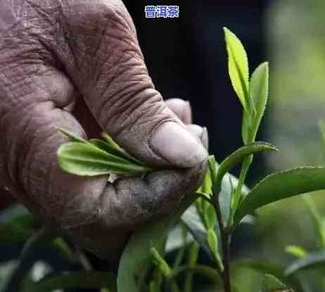 普洱茶哪个山头的茶口感更佳？全面解析各大山头茶叶优劣