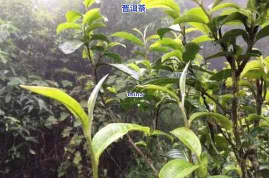 班盆古树茶2019价格行情，最新出炉！2019年班盆古树茶价格行情全面解析