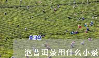 普洱茶用小茶壶可以吗-普洱茶用小茶壶可以吗图片