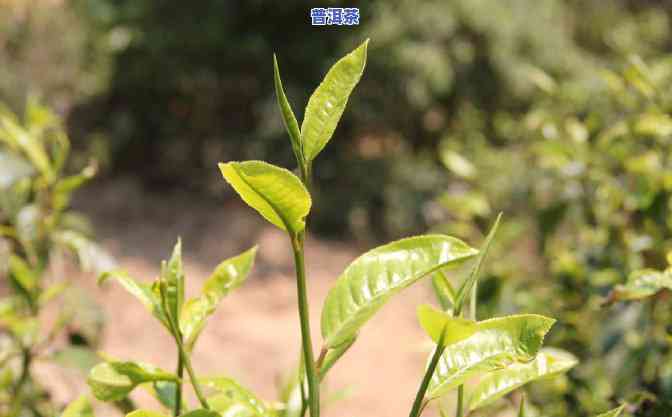 老班章08年正春茶-老班章2008年正春茶价格