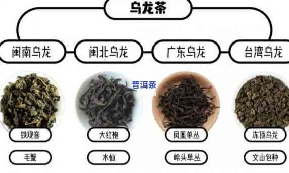 乌龙与普洱哪个好喝？深度解析两者的口感与特点