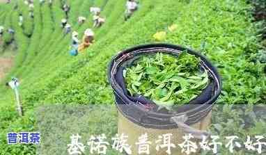 基诺族的普洱茶能买吗现在，现在可以购买基诺族的普洱茶吗？