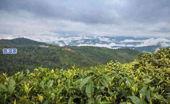 探寻普洱茶之一县勐海-勐海普洱茶之一县