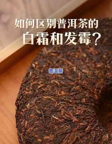 普洱熟茶有白色霉点-普洱熟茶有白色霉点还能喝吗