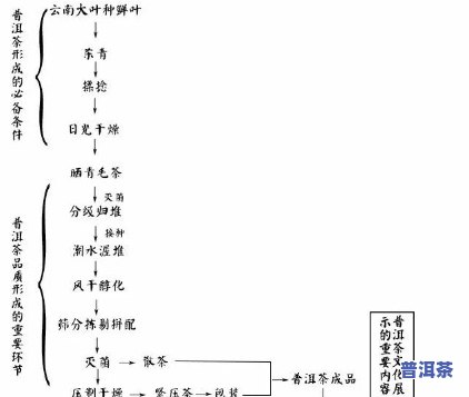 大益普洱茶前身是什么茶叶，探秘大益普洱茶的前世今生：它是由哪种茶叶演变而来的？