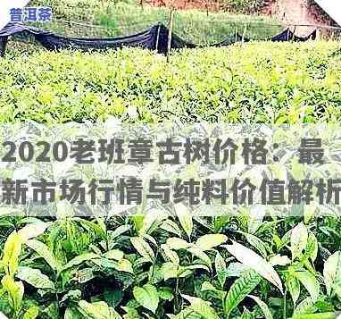 老班章鲜叶价格，独家揭秘：老班章鲜叶价格全解析！