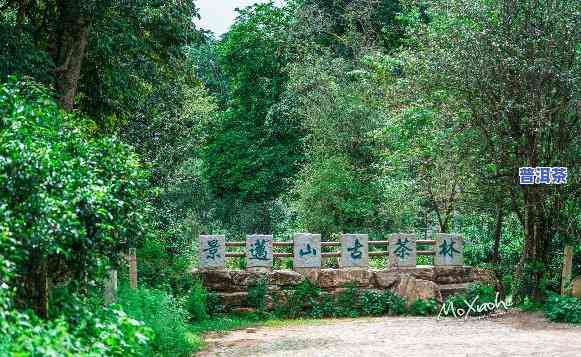 探索普洱茶山网红公路：最美茶山路线与公园全景