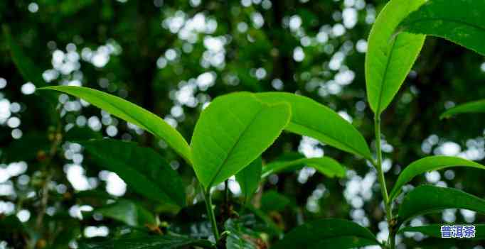 普洱熟茶有回甘吗？熟悉其特性及正确饮用方法