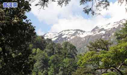 高黎贡山普洱茶怎么泡-高黎贡山普洱茶口感