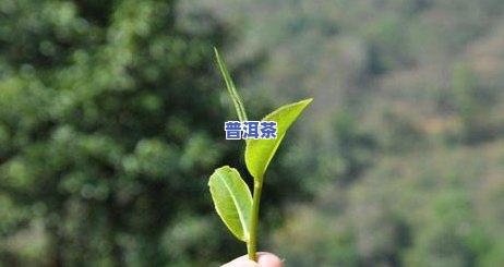 普洱茶剥饼教程：详细视频与图片指导