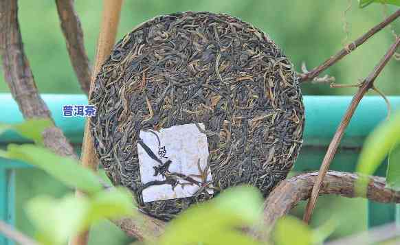 云南普洱茶老茶怎么泡的？详细步骤教你泡出好喝的老茶！