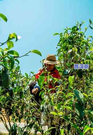 老班章云南老寨茶厂-云南老班章茶叶