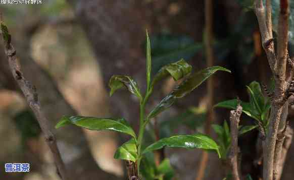 普洱熟茶中是不是含有茶梗？可以饮用吗？