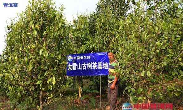 云县大寨古树茶价格，【最新报价】云县大寨古树茶价格行情表2023