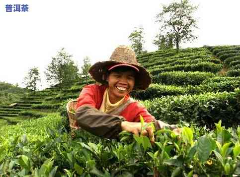 普洱茶原生态茶农小杨-小杨说普洱茶