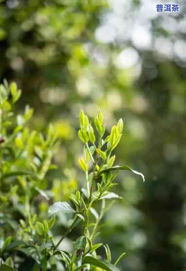 深山古树普洱茶，探秘深山古树普洱茶：品味岁月沉淀的韵味