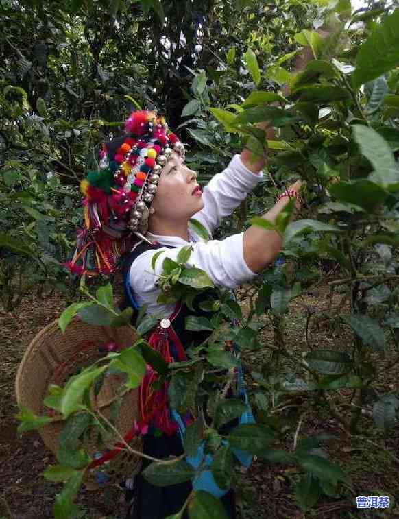 普洱茶怎么饮用效果更佳？这里有详细的视频教程！