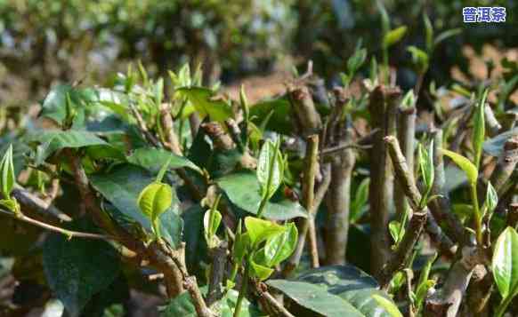 普洱茶：古时候苦力饮用的茶种是什么？