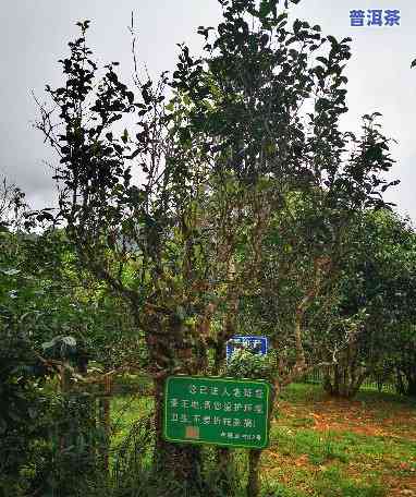 老班章属于普洱茶类，位于云南省西双版纳州勐海县布朗山乡，是大叶种茶的代表之一。