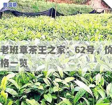 老班章茶王之家：寻找真正的62号及价格