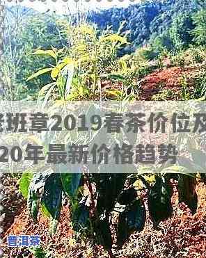 老班章毛茶价格2019，揭秘2019年老班章毛茶市场价格走势