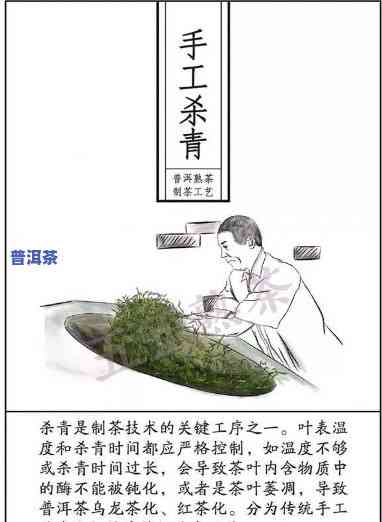 熟普洱茶的制作方法：详细步骤与技巧