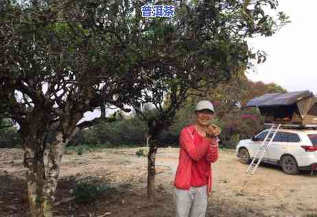 西双版纳普洱茶市场，探秘西双版纳普洱茶市场：熟悉最新行情和购买指南