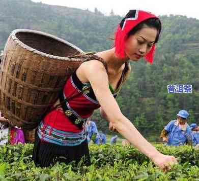 傣族普洱茶文化和茶俗-傣族普洱茶文化和茶俗的关系