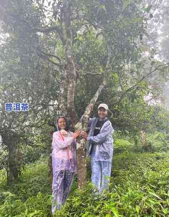 普洱茶茶农本人做的茶-普洱茶茶农本人做的茶能放多久