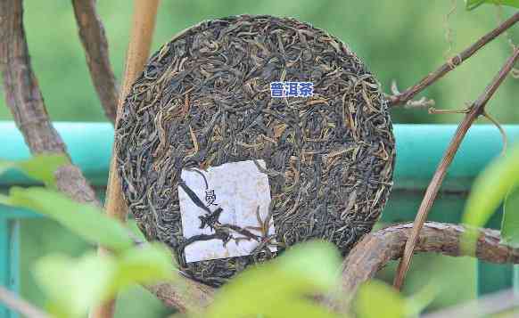 云南普洱茶视频大：详解普洱茶制作过程与品鉴方法