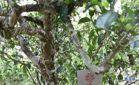 老班章在哪座古茶山上？探索神秘的古茶园