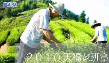 天福天美老班章价格-天福老班章2010价格