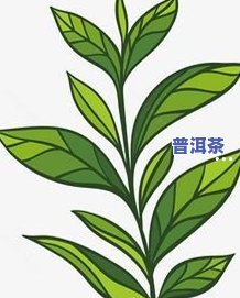 喝普洱茶一晚上睡不着咋回事，晚上喝普洱茶失眠怎么办？解析起因并提供解决方法