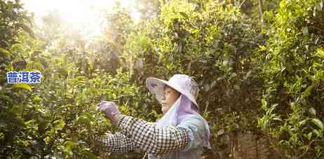 天门山普洱茶是哪家的茶叶，揭秘天门山普洱茶的产地，它是哪家的茶叶？