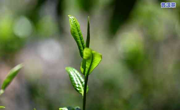 怎么样挑选普洱茶好的-怎么样挑选普洱茶好的茶叶