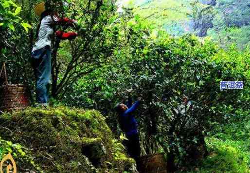 永德雄峰工人做普洱茶怎么样，永德雄峰工人精制普洱茶：品质保证的背后故事