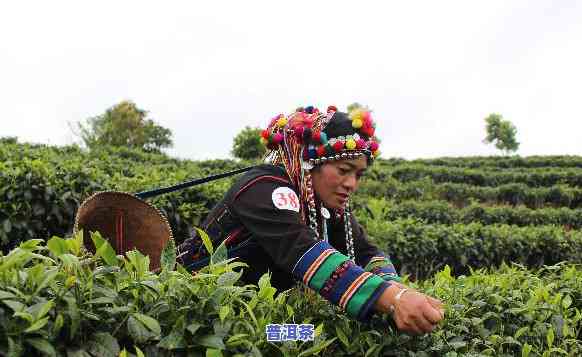 永德雄峰工人做普洱茶-永德雄峰工人做普洱茶怎么样