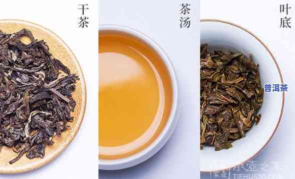 怎样挑选普洱茶？视频教你识别好茶与坏茶！