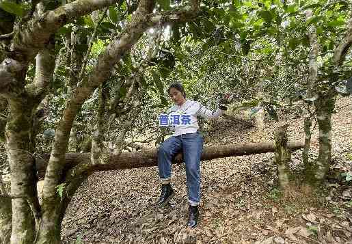 怎样挑选普洱茶：关键的五点指南，包含熟茶选购技巧