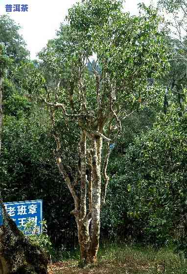 老班章之一村普洱茶，探秘老班章之一村：品味顶级普洱茶的魅力