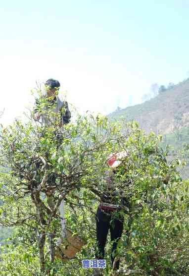 冰岛普洱茶采摘方法与技巧详解：视频 图片教程