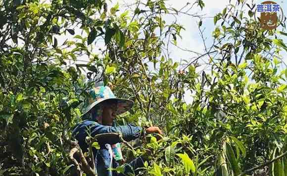 普洱茶可以给花施肥吗？视频详解教程