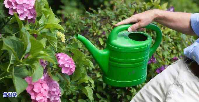 普洱茶是不是适合浇花？怎样正确采用？