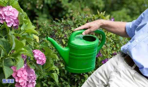 普洱茶是不是适合浇花？怎样正确采用？